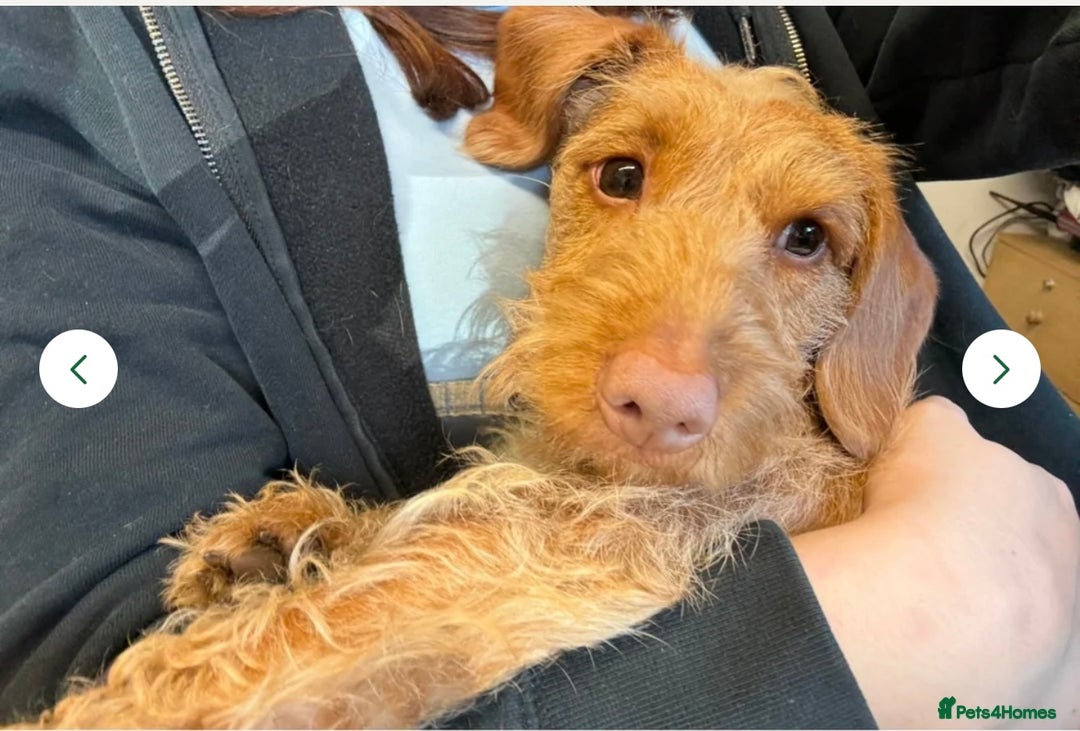Doxiepoo dogs for sale: Male Daxipoo for sale  - Image 7