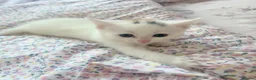 Turkish Angora cats for sale: Gorgeous Kittens!  - Advert 10