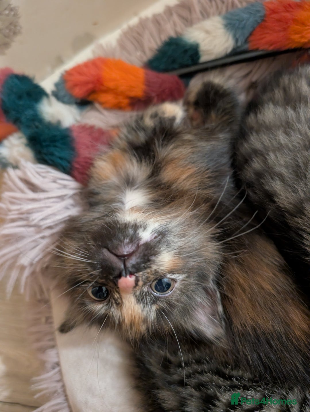 Mixed Breed cats for sale: Beautiful tabby/Calico fluffy kittens  - Advert 16