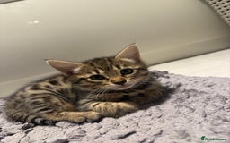 Bengal cats for sale: Four Adorable Half-Bengal Kittens for Sale 🐾 - Image 11