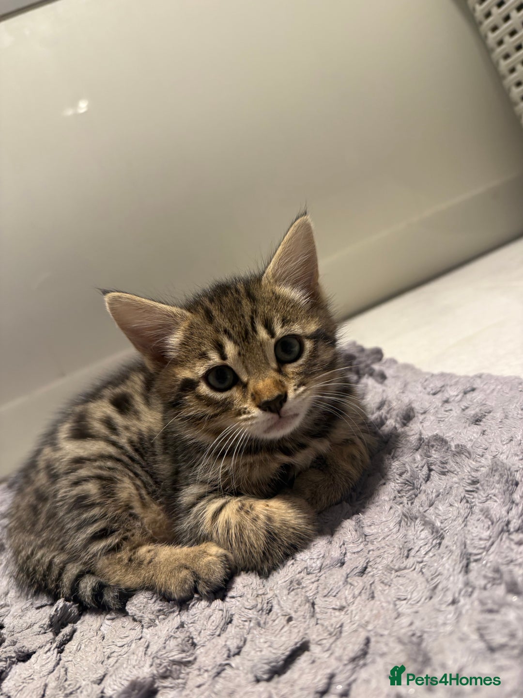 Bengal cats for sale: Four Adorable Half-Bengal Kittens for Sale 🐾 - Image 11
