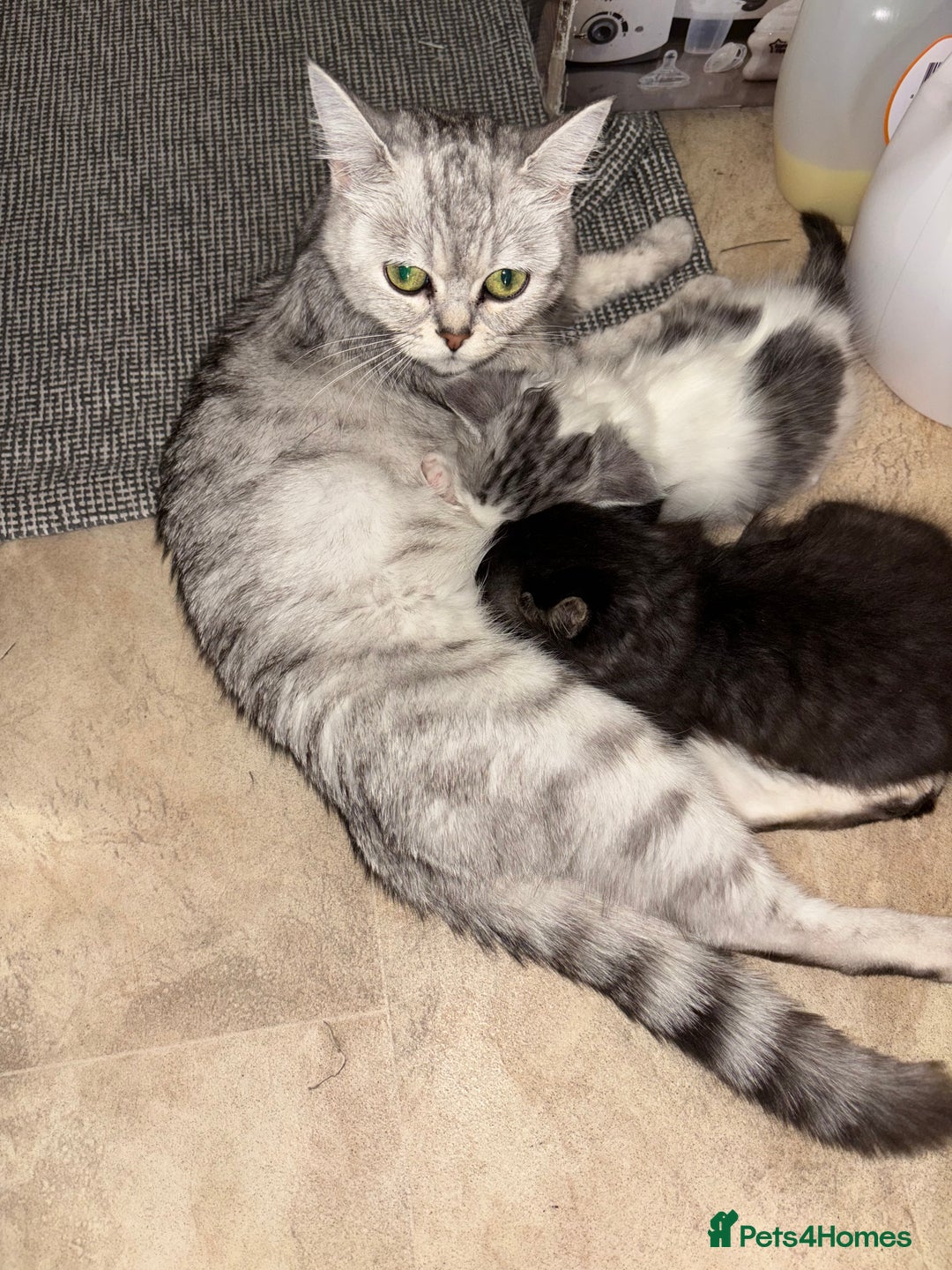 British Longhair cats for sale: British Longhair kittens Two  - Image 12