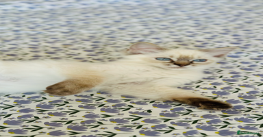 Ragdoll cats - Advert 10