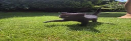Mixed Breed cats for sale: Adorable black kitten - Advert 3