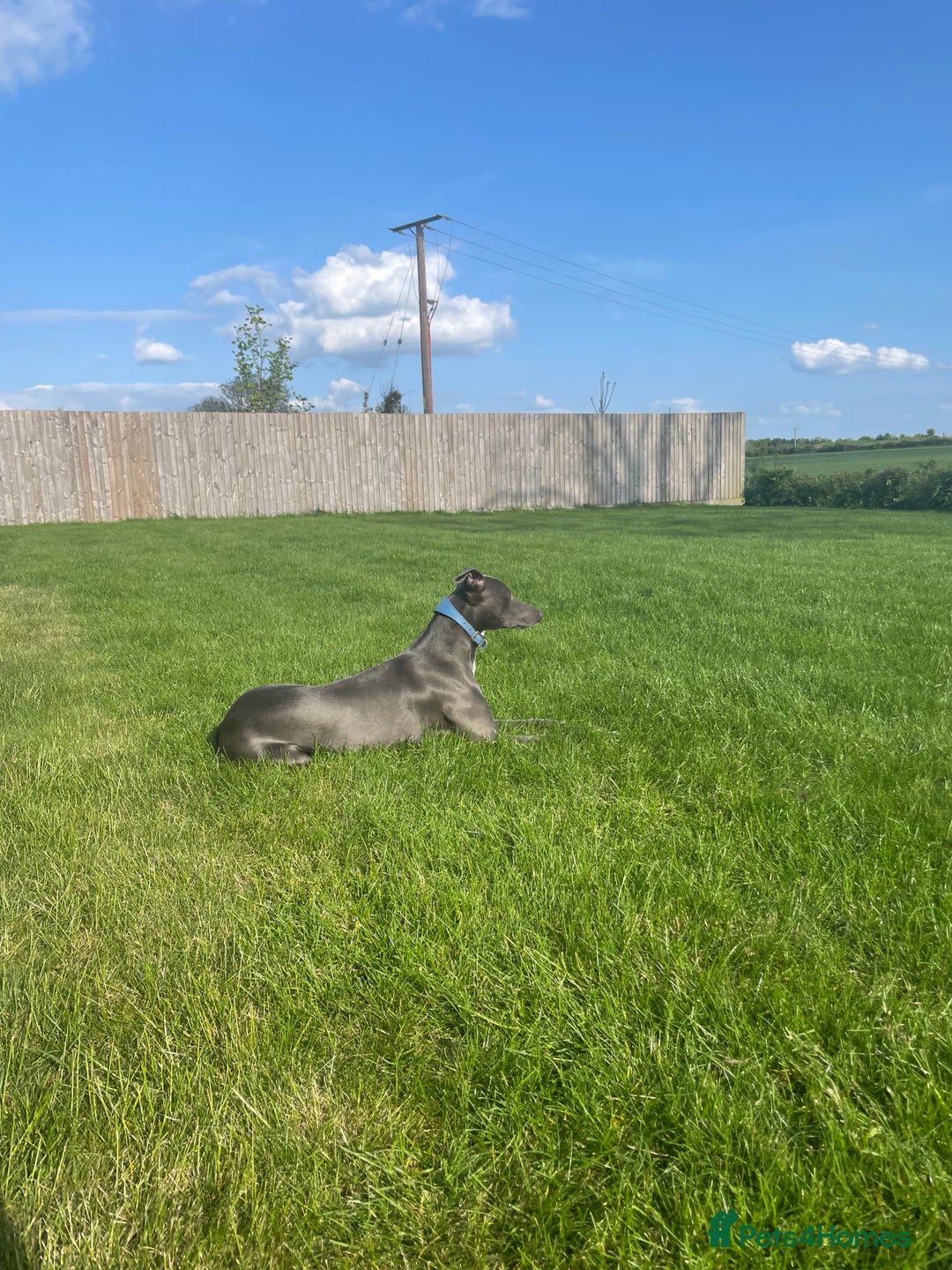 Whippet dogs for stud: Striking Blue Whippet for Stud in Banbury - Image 5
