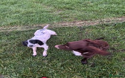 Cocker Spaniel dogs for stud: 🌟B CHOCOLATE COCKER SPANIEL STUD AVAILABLE NOW🌟 - Advert 6