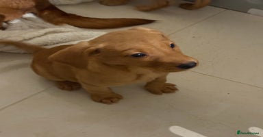 Labrador Retriever dogs Beautiful kc registered red Labrador puppy’s  - Advert 5