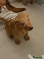 Labrador Retriever dogs Beautiful kc registered red Labrador puppy’s - Advert 5