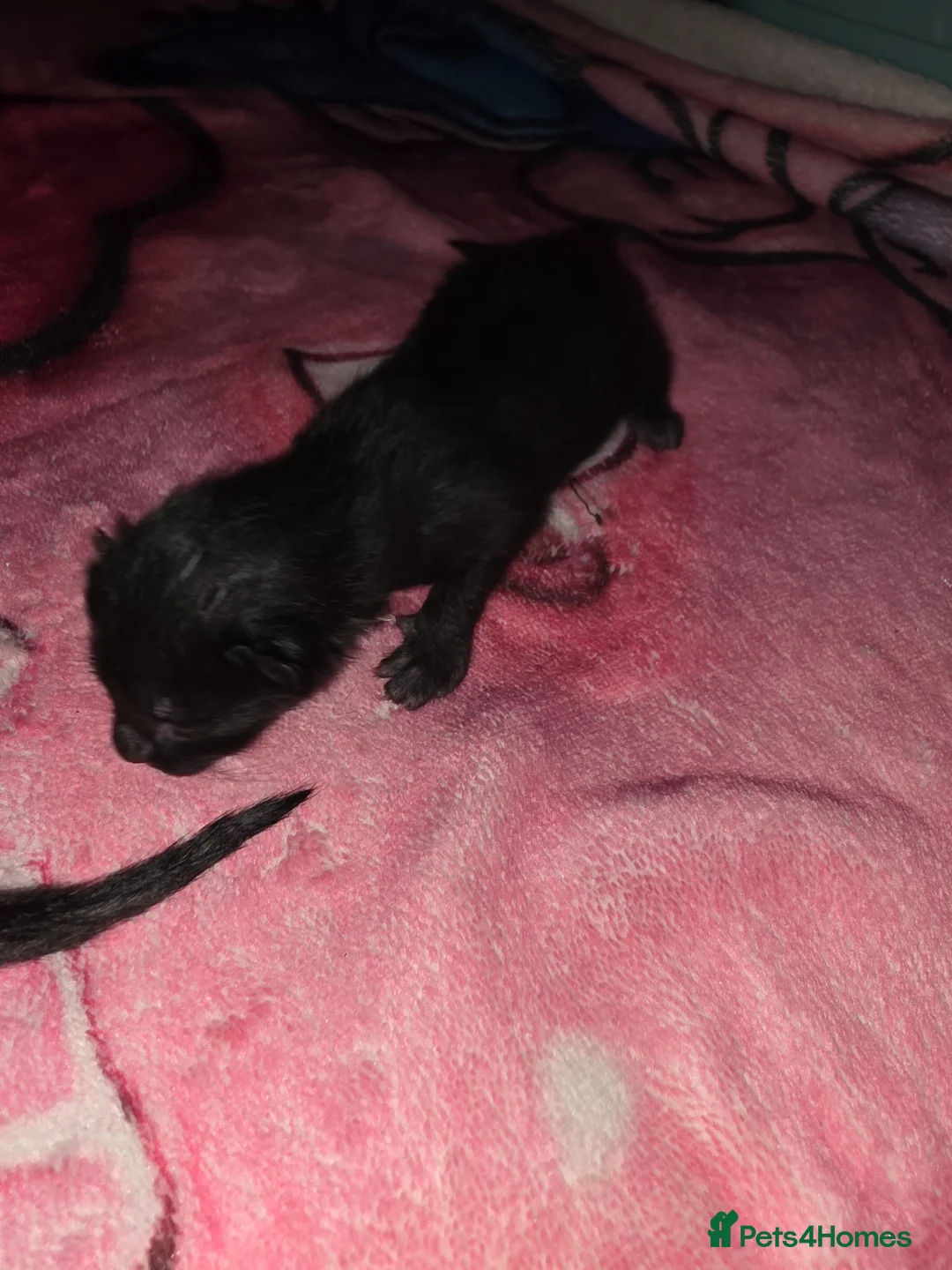 Maine Coon cats for sale: Mini Maine Coon x - Advert 11