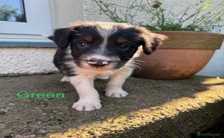Mixed Breed dogs - Advert 14