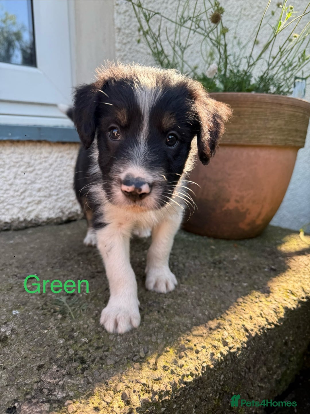 Mixed Breed dogs for sale: Border colllie/bearded collie pups  - Image 1