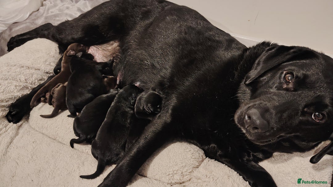 Labrador Retriever dogs for sale: Healthy Labrador Puppies Looking for Forever Homes - Advert 1