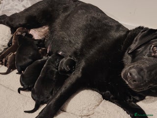 Labrador Retriever dogs Healthy Labrador Puppies Looking for Forever Homes - Advert 1
