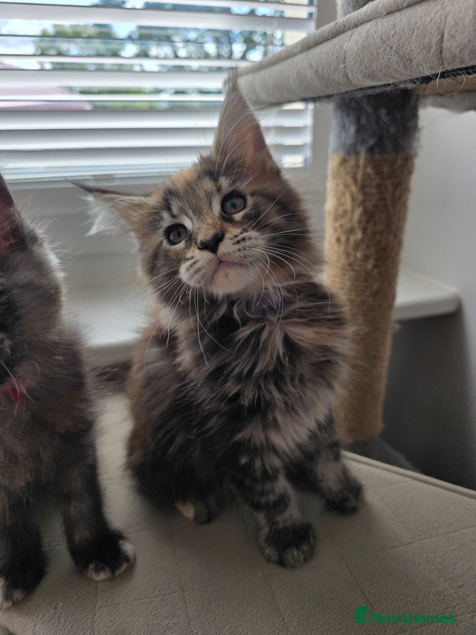 Maine Coon cats TICA Registered Maine Coon Kittens–Russian Line🐾 - Advert 2