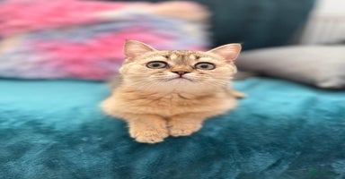 Scottish Fold cats - Advert 3