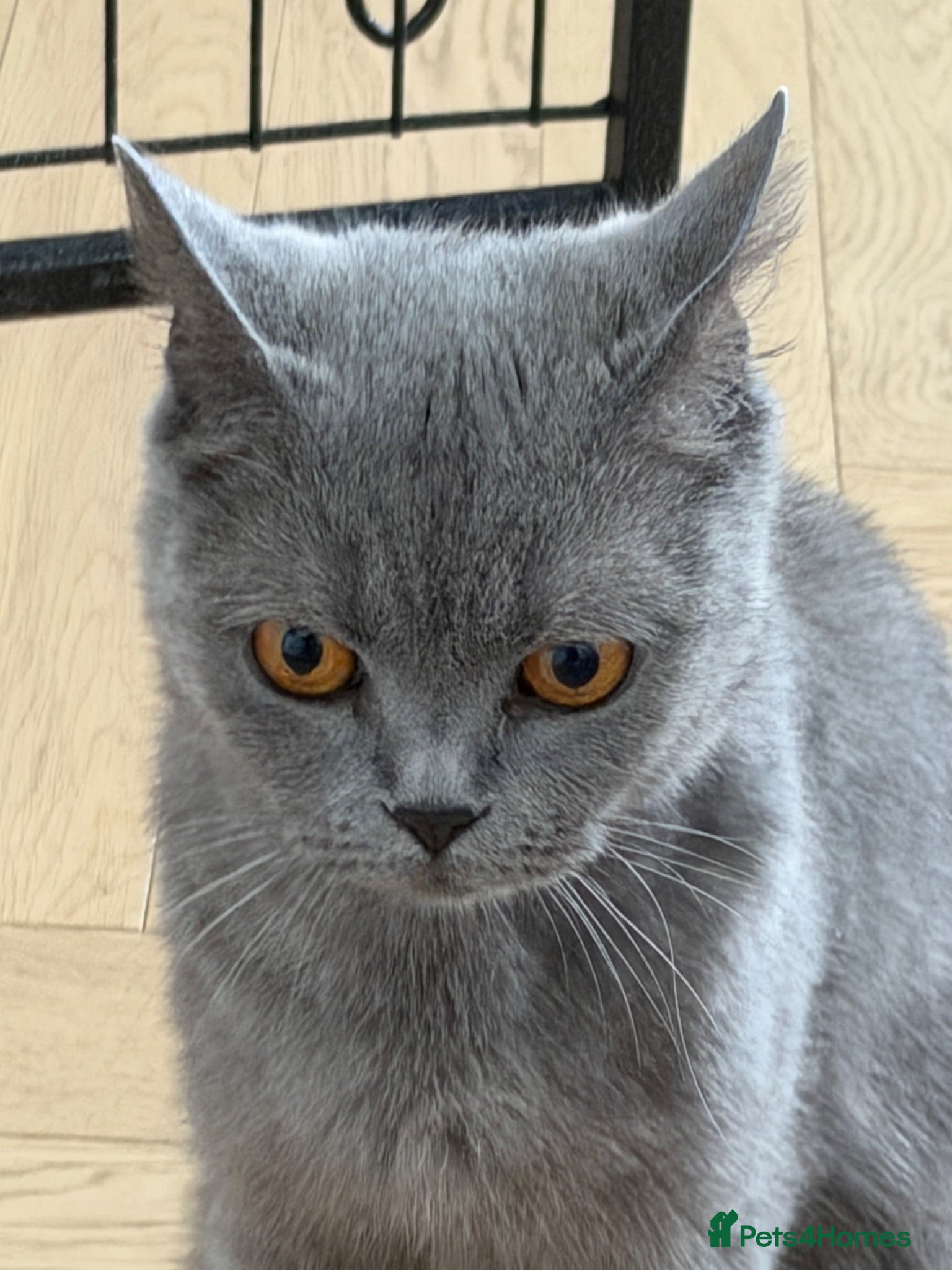 British Shorthair cats QUEEN - Advert 2