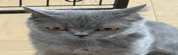 British Shorthair cats for sale: QUEEN - Advert 2