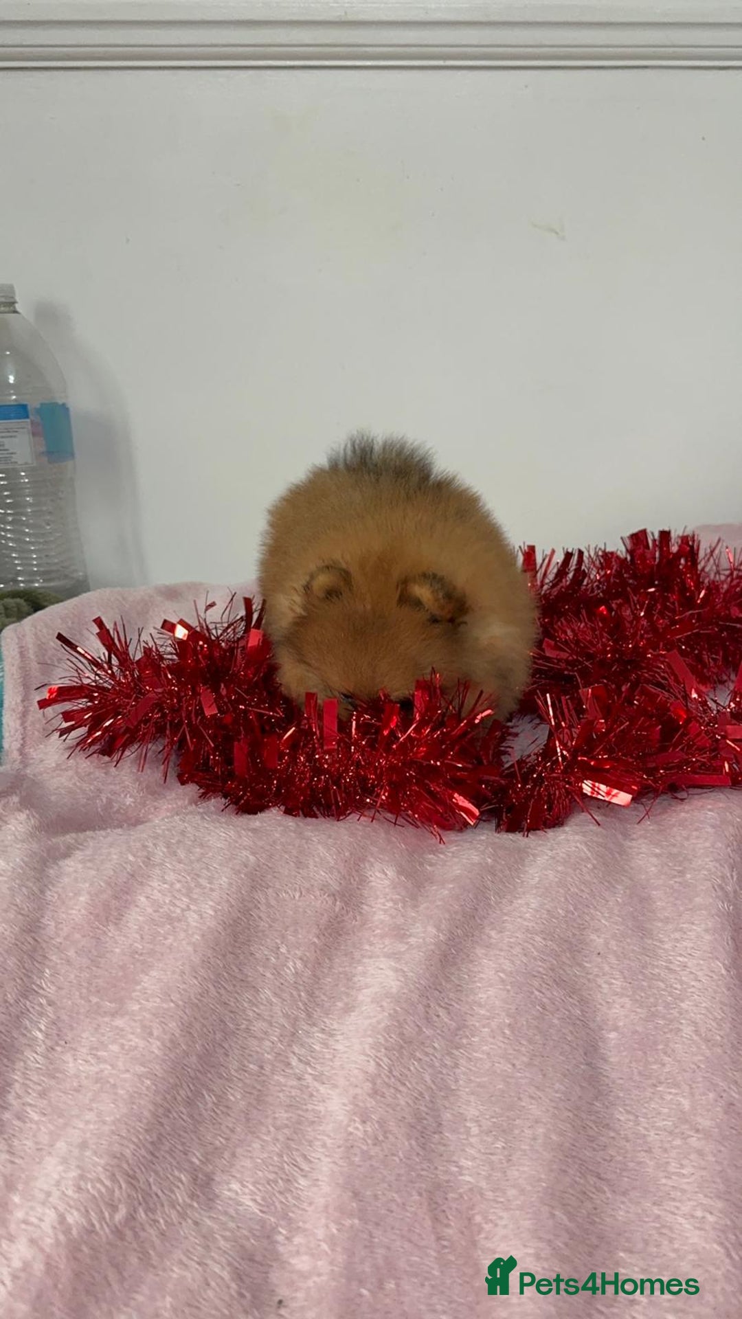 Pomeranian dogs for sale: Luxury puppy for sale - Advert 20