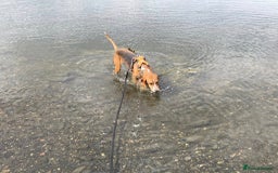 Mixed Breed dogs for adoption: Sweet Kody is ready for his forever sofa - Image 12