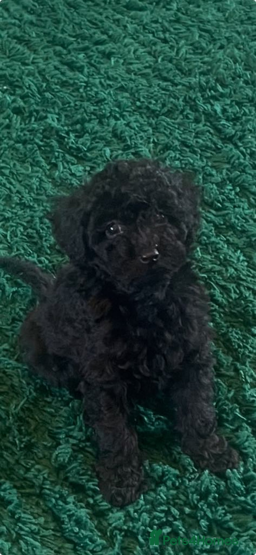 Miniature Poodle dogs for sale: Miniature mini poodle puppies fully vaccinated  in Lochgelly - Image 2