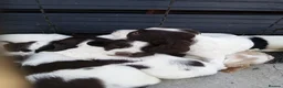 Cocker Spaniel dogs for sale: 9 beautiful Cocker spaniel puppies  - Advert 16