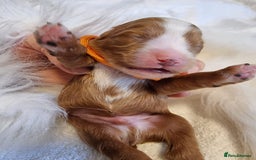 Cavapoo dogs for sale: Stunning F1 Cavapoo puppies, DNA tested parents  - Image 13