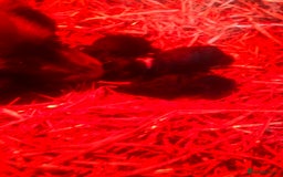 English Springer Spaniel dogs for sale: Springer spaniel puppies  - Image 2