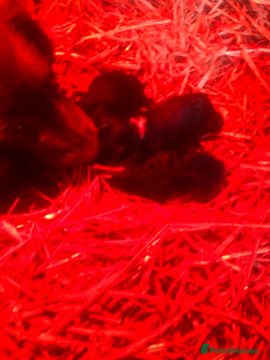 English Springer Spaniel dogs for sale: Springer spaniel puppies  - Image 2