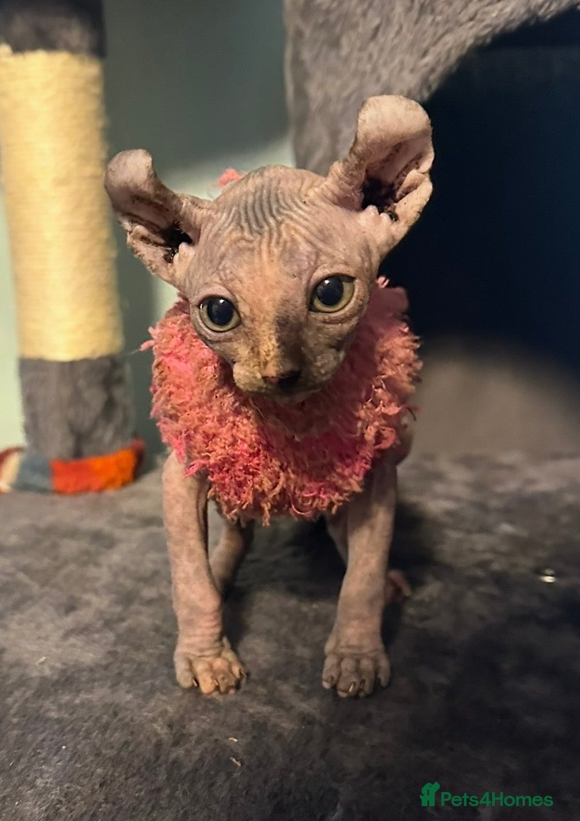 Sphynx cats Gorgeous Sphynx ready to go now!!! - Advert 5