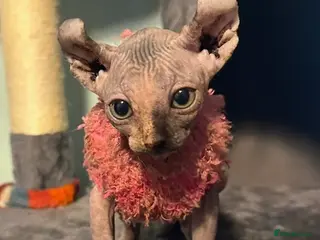Sphynx cats Gorgeous Sphynx ready to go now!!! - Advert 5