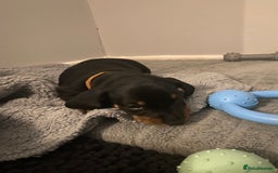 Dachshund dogs for sale: Dachshund puppys - Image 14