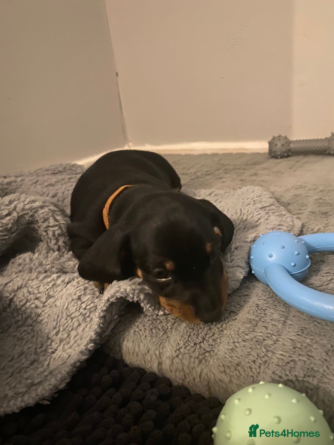 Dachshund dogs for sale: Dachshund puppys - Image 14