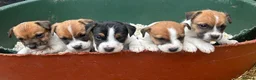 Jack Russell dogs for sale: Fantastic litter of Jack Russell  - Advert 6