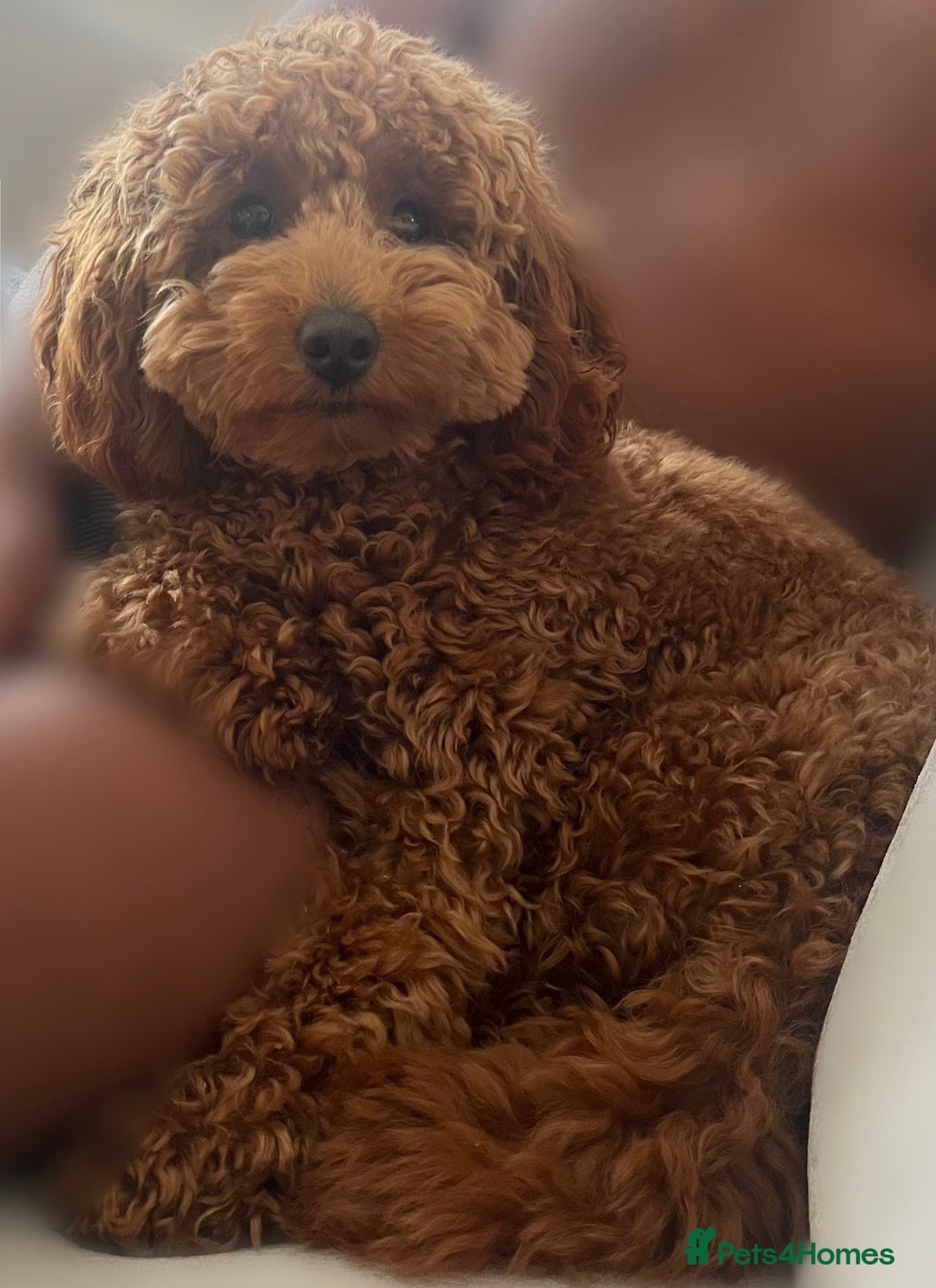 Cavapoo dogs for sale: Adorable Cavapoo Puppies – Ready for Loving Homes - Image 18