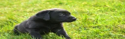 Labrador Retriever dogs for sale: Black Labrador Puppies in Bishops Castle - Advert 7