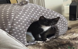 Maine Coon cats for sale: 3/4Month old Kitten 50% Maine coon 50% Mixed - Image 4