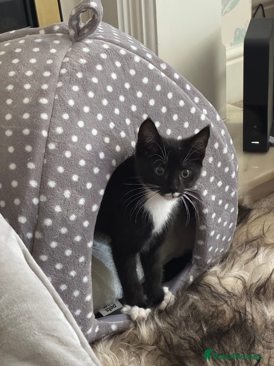 Maine Coon cats for sale: 3/4Month old Kitten 50% Maine coon 50% Mixed - Image 4