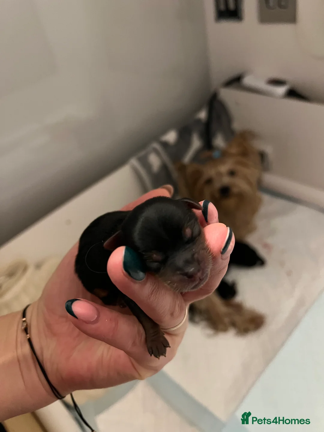 Yorkshire Terrier dogs for sale: Exceptional Pure Yorkshire Terrier Boys  - Advert 1