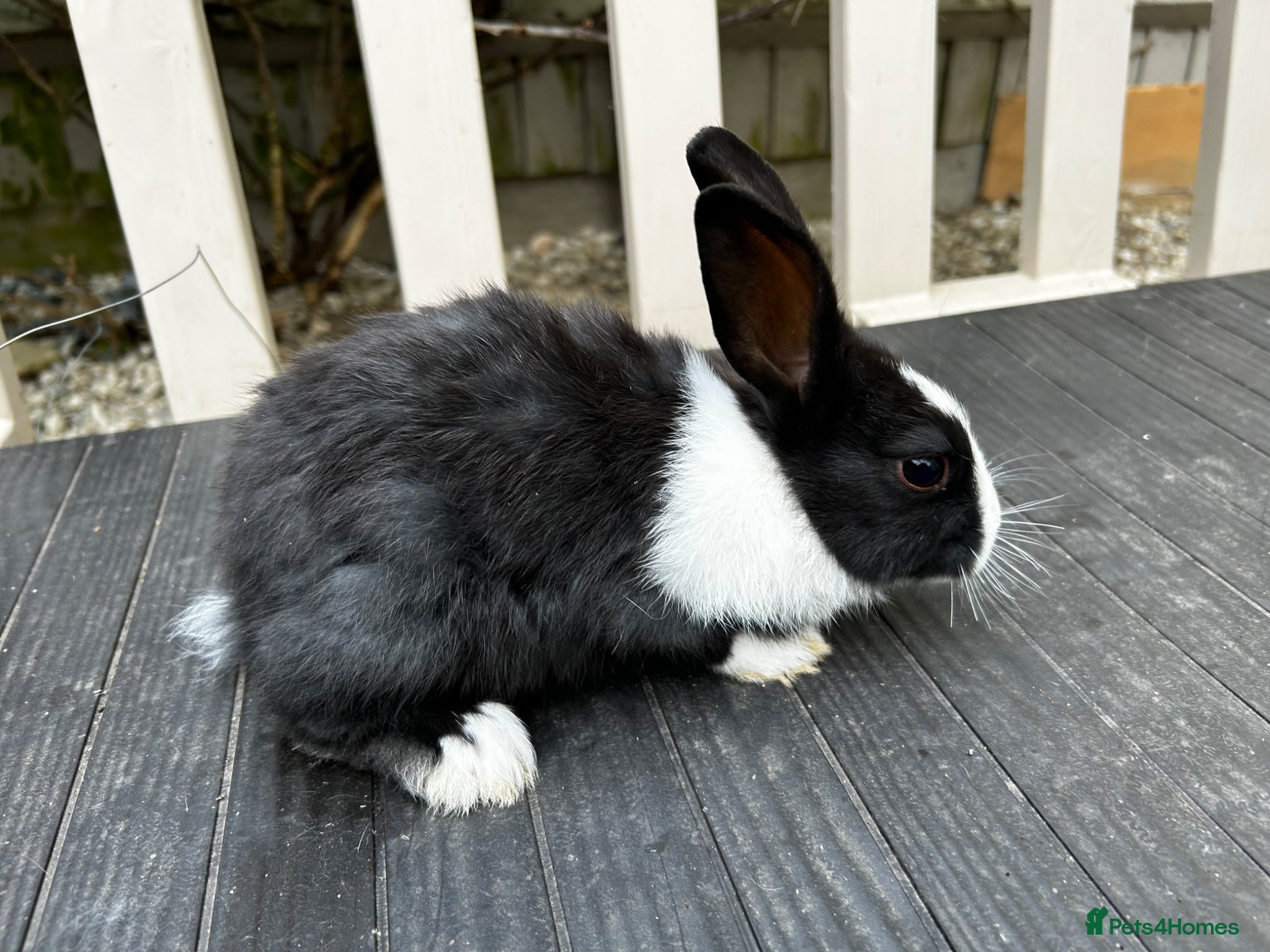 Dutch rabbits Free roaming Rabbits seek loving home - Advert 3
