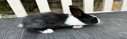 Dutch rabbits for sale: Free roaming Rabbits seek loving home in Milton Keynes - Advert 1