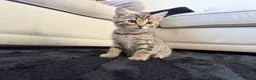 Bengal cats for sale: Beautiful x bengals ready to be rehomed - Advert 18