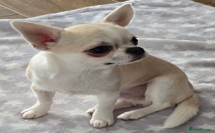 Chihuahua dogs - Advert 1