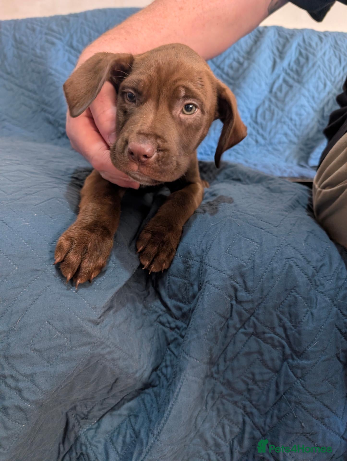 Mixed Breed dogs Douge de Bordeaux mix puppies( black boys £500) - Advert 11