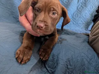 Mixed Breed dogs Douge de Bordeaux mix puppies( black boys £500) - Advert 11