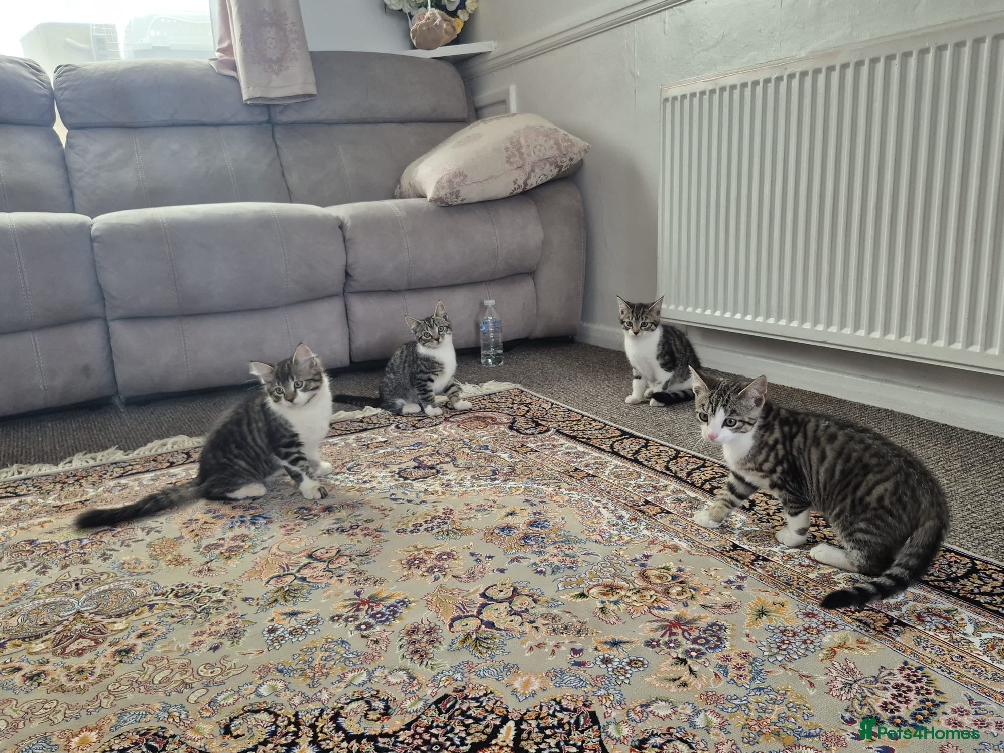 British Shorthair cats for sale: Tabby short hair kittens  - Advert 16