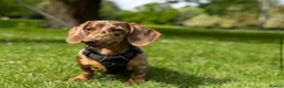 Dachshund dogs for sale: Dapple Dachshund- male/nearly 4 years old - Advert 5
