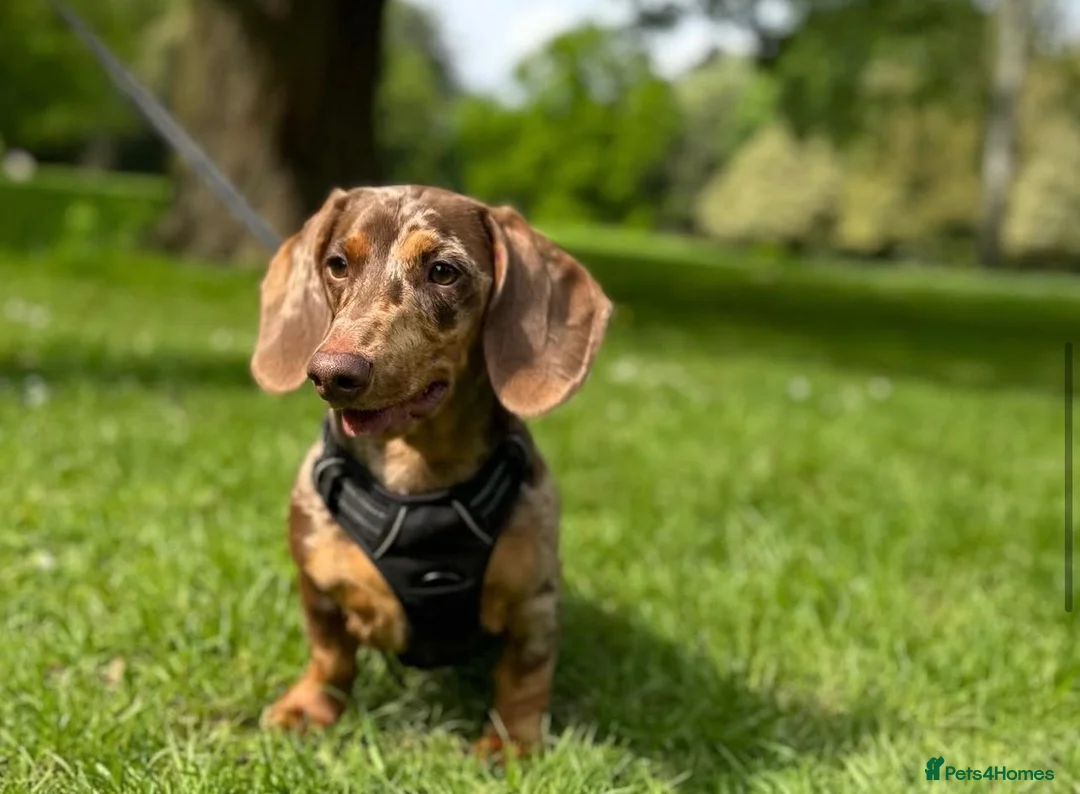 Dachshund dogs for sale: Dapple Dachshund- male/nearly 4 years old - Advert 5