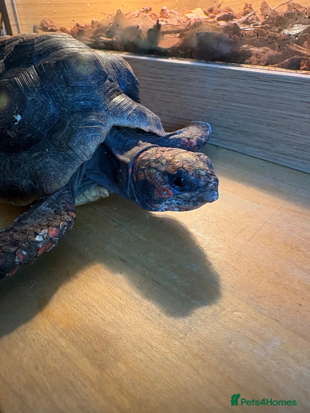 Tortoise reptiles for sale: Red footed female tortoises - Advert 7
