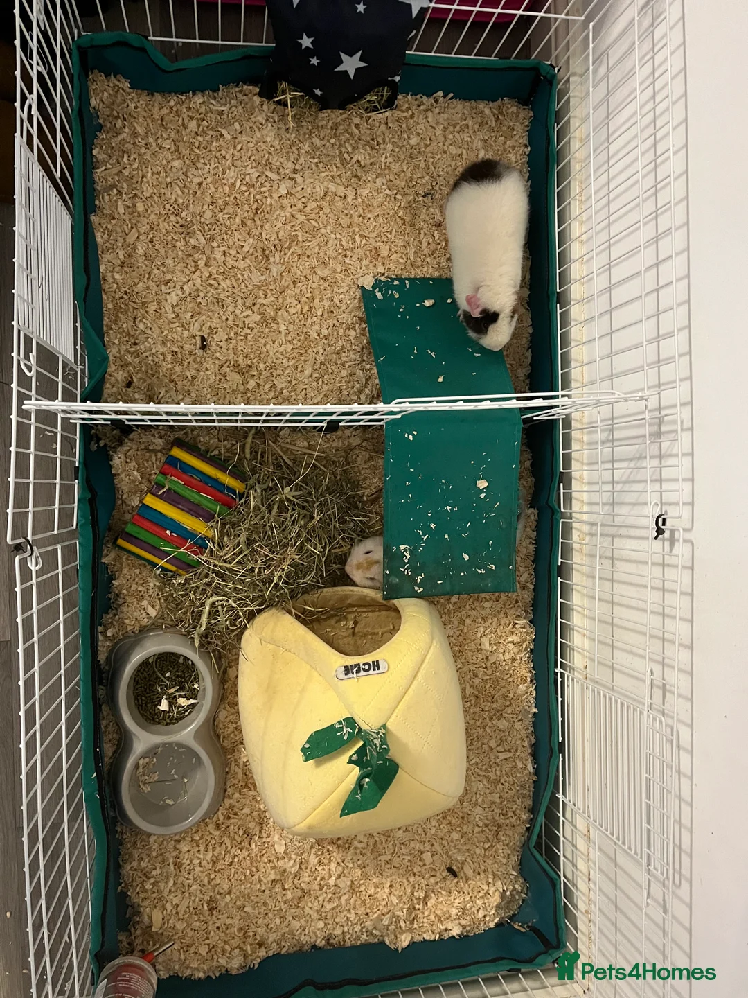 Guinea Pig rodents for sale: Teddy Male Guinea pigs plus cage and accessories  - Advert 8