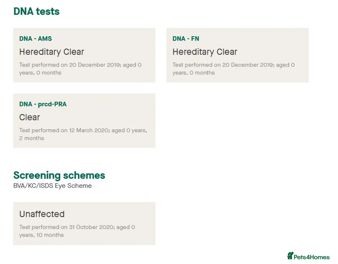 Cocker Spaniel dogs for stud: Proven stud Hugo - Advert 3